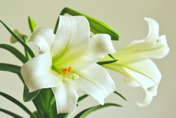 easter lily